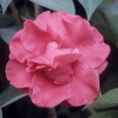 Marianne O. Marscher